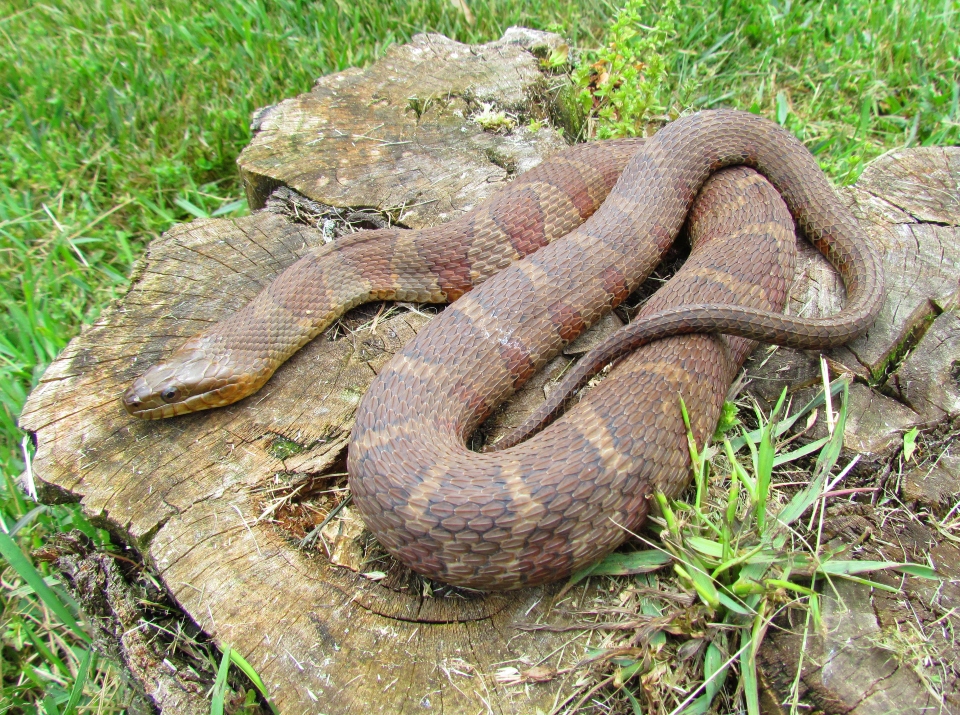 Northern Water Snake